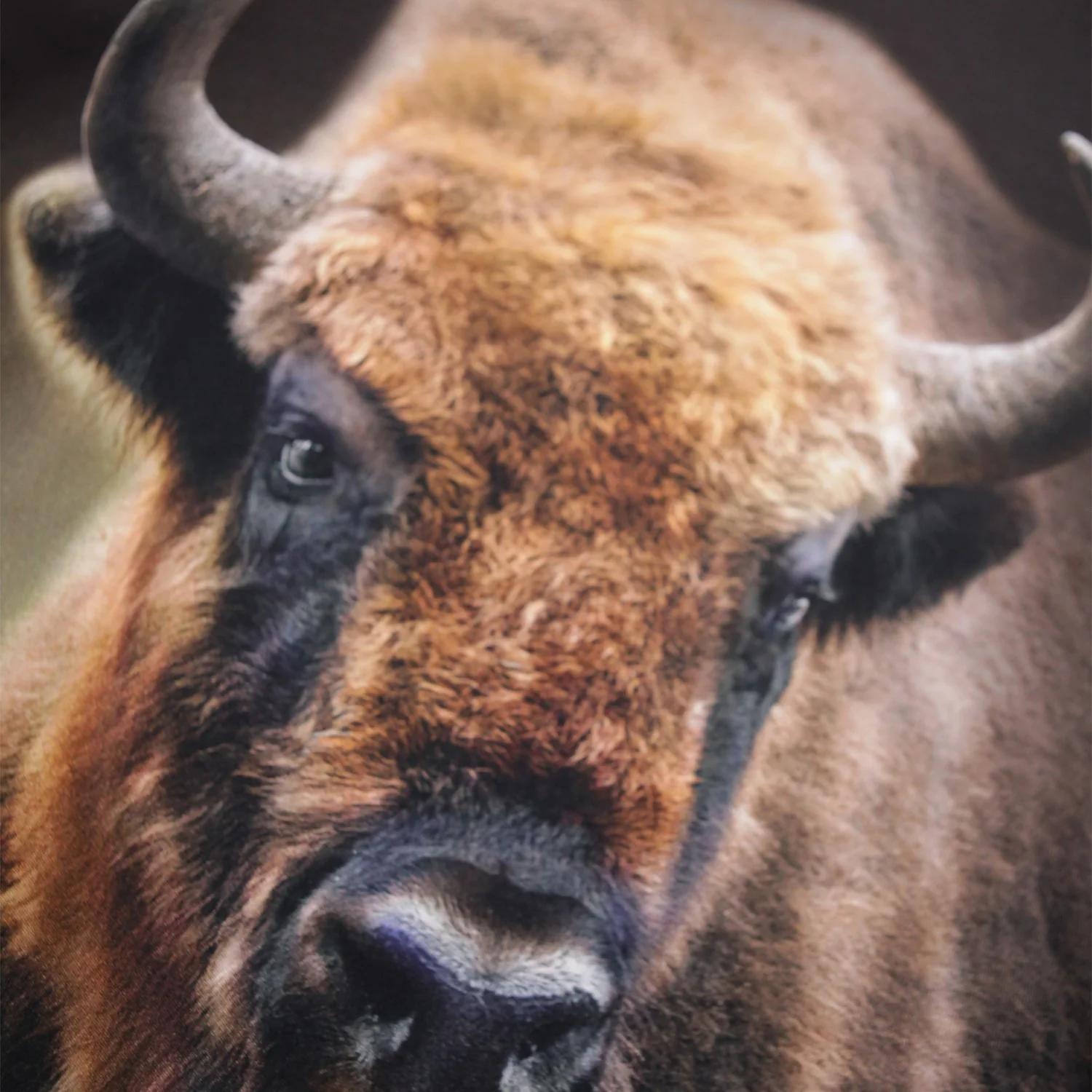 Molo Bison Encounter Reif Bluse - Image 2